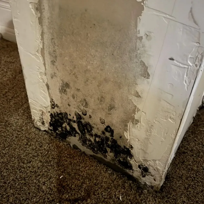 Professional Mold Removal in Saint Charles, IL